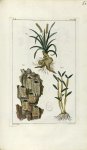 Planche X. Decad. 6 - Herbier ou collection des plantes médicinales de la Chine d'après un manuscrit [...]