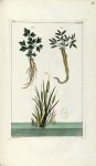 Planche I. Decad. 7 - Herbier ou collection des plantes médicinales de la Chine d'après un manuscrit [...]