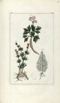 Planche II. Decad. 7 - Herbier ou collection des plantes médicinales de la Chine d'après un manuscri [...]
