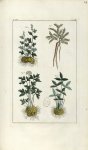 Planche IV. Decad. 7 - Herbier ou collection des plantes médicinales de la Chine d'après un manuscri [...]