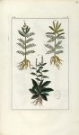 Planche VI. Decad. 7 - Herbier ou collection des plantes médicinales de la Chine d'après un manuscri [...]