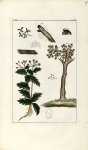 Planche VII. Decad. 7 - Herbier ou collection des plantes médicinales de la Chine d'après un manuscr [...]
