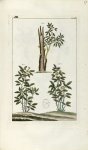 Planche IX. Decad. 7 - Herbier ou collection des plantes médicinales de la Chine d'après un manuscri [...]