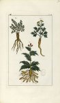 Planche X. Decad. 7 - Herbier ou collection des plantes médicinales de la Chine d'après un manuscrit [...]