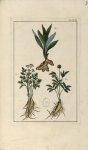 Planche LXXI - Herbier ou collection des plantes médicinales de la Chine d'après un manuscrit peint  [...]