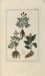 Planche LXXII - Herbier ou collection des plantes médicinales de la Chine d'après un manuscrit peint [...]