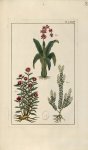 Planche LXXIV - Herbier ou collection des plantes médicinales de la Chine d'après un manuscrit peint [...]