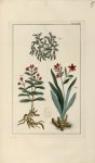 Planche LXXV - Herbier ou collection des plantes médicinales de la Chine d'après un manuscrit peint  [...]