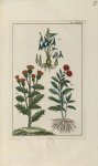 Planche LXXVII - Herbier ou collection des plantes médicinales de la Chine d'après un manuscrit pein [...]
