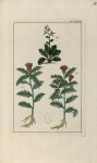Planche LXXVIII - Herbier ou collection des plantes médicinales de la Chine d'après un manuscrit pei [...]