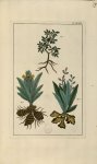 Planche LXXIX - Herbier ou collection des plantes médicinales de la Chine d'après un manuscrit peint [...]