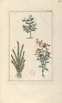 Planche LXXXI - Herbier ou collection des plantes médicinales de la Chine d'après un manuscrit peint [...]