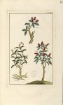 Planche LXXXIII - Herbier ou collection des plantes médicinales de la Chine d'après un manuscrit pei [...]