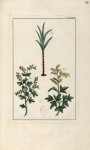 Planche LXXXIV - Herbier ou collection des plantes médicinales de la Chine d'après un manuscrit pein [...]