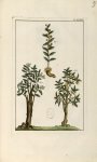 Planche LXXXV - Herbier ou collection des plantes médicinales de la Chine d'après un manuscrit peint [...]