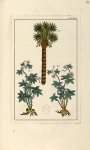 Planche LXXXVI - Herbier ou collection des plantes médicinales de la Chine d'après un manuscrit pein [...]