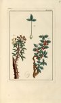 Planche LXXXIX - Herbier ou collection des plantes médicinales de la Chine d'après un manuscrit pein [...]