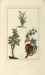 Planche XC - Herbier ou collection des plantes médicinales de la Chine d'après un manuscrit peint et [...]