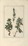 Planche XCI - Herbier ou collection des plantes médicinales de la Chine d'après un manuscrit peint e [...]