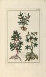 Planche XCII - Herbier ou collection des plantes médicinales de la Chine d'après un manuscrit peint  [...]