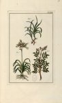 Planche XCIII - Herbier ou collection des plantes médicinales de la Chine d'après un manuscrit peint [...]