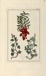 Planche XCIV - Herbier ou collection des plantes médicinales de la Chine d'après un manuscrit peint  [...]