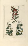 Planche XCV - Herbier ou collection des plantes médicinales de la Chine d'après un manuscrit peint e [...]