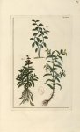 Planche XCVI - Herbier ou collection des plantes médicinales de la Chine d'après un manuscrit peint  [...]