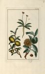 Planche XCVII - Herbier ou collection des plantes médicinales de la Chine d'après un manuscrit peint [...]