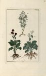 Planche XCVIII - Herbier ou collection des plantes médicinales de la Chine d'après un manuscrit pein [...]
