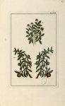 Planche XCIX - Herbier ou collection des plantes médicinales de la Chine d'après un manuscrit peint  [...]