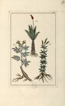 Planche C - Herbier ou collection des plantes médicinales de la Chine d'après un manuscrit peint et  [...]