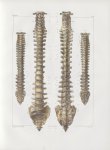 Planche 5 - Rachis ou colonne vertébrale - Traité complet de l'anatomie de l'homme, par les Drs Bour [...]