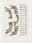 Planche 28 - Os de la tête - Plan latéral de l'os maxillaire inférieur. Dents. Adulte (grandeur natu [...]