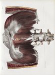 Planche 78 - Diaphragme - Plan postérieur - Traité complet de l'anatomie de l'homme, par les Drs Bou [...]