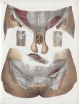 Planche 82 - Détails des muscles et aponévroses de l'abdomen - Traité complet de l'anatomie de l'hom [...]