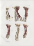 Planche 87 - Détails des muscles postérieurs du cou - Petit dentelé postérieur supérieur, splénius,  [...]