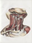Planche 91 - Ensemble des muscles du cou vu entre les plans antérieur et latéral - Traité complet de [...]