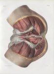 Planche 104 - Muscles du bassin - Région ano-génitale chez l'homme - Traité complet de l'anatomie de [...]