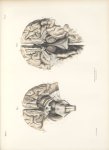 Planche 32 - Névrologie - Traité complet de l'anatomie de l'homme, par les Drs Bourgery et Claude Be [...]