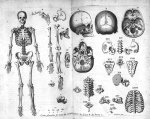 Table des os. Fig. I. Squelette, c'est à dire tous les os du corps d'un homme de moyen âge / Fig. II [...]