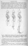 Fig. 146. Equilibre des divers segments du corps les uns sur les autres dans la station droite - Tra [...]