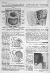 Fig. 2356. Vessie et rectum (coupe transversale à la hauteur du coccyx). D'après Testut et Jacob / F [...]