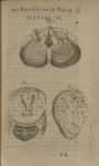 Planche VI - L'Anatomie du corps humain avec ses maladies, & les remedes pour les guerir. Nouvelle e [...]
