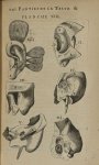 Planche XIII - L'Anatomie du corps humain avec ses maladies, & les remedes pour les guerir. Nouvelle [...]