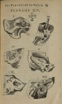Planche XIV - L'Anatomie du corps humain avec ses maladies, & les remedes pour les guerir. Nouvelle  [...]