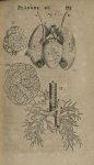 Planche XI - L'Anatomie du corps humain avec ses maladies, & les remedes pour les guerir. Nouvelle e [...]