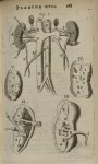 Planche XVII - L'Anatomie du corps humain avec ses maladies, & les remedes pour les guerir. Nouvelle [...]