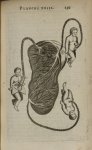 Planche XXIII - L'Anatomie du corps humain avec ses maladies, & les remedes pour les guerir. Nouvell [...]