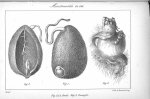Planche XIII. Monstruosités. Fig. 1 et 2. Anide / Fig. 3. Zoomyle - Histoire générale et particulièr [...]